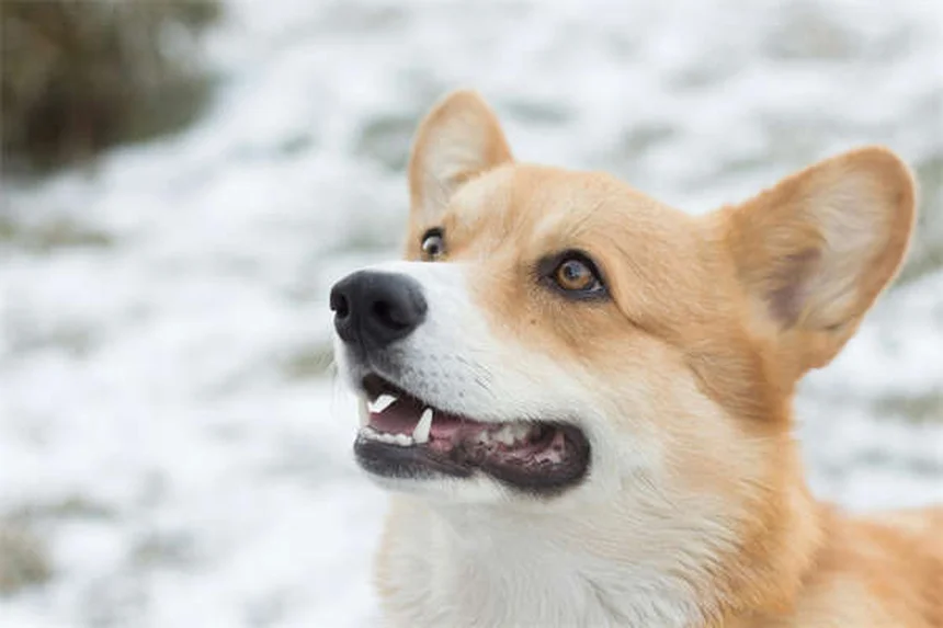 2026 BMW M3 CS Touring: The Ultimate Performance Wagon Coming to America?